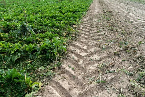 Trilha Piso Tractor Num Campo Com Beterrabas — Fotografia de Stock