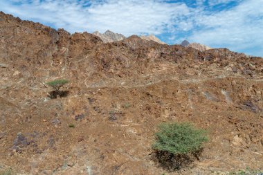 2 akasya ağaçları Hajar Dağları, Umman