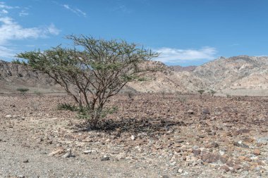 Akasya ağaçları kurak dağlarda, Umman