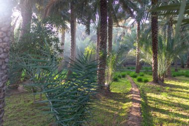 Yalnız yolundaki Oasis puslu bir sabahı
