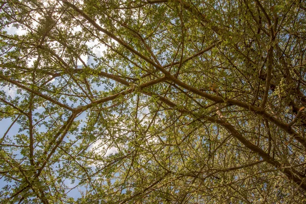 Sky seen through acacia branches, Abu Dhabi — Stock Photo, Image