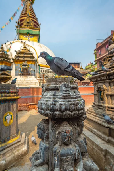 Pigeon et Kaathe Swayambhu ShreeGha Chaitya stupa — Photo