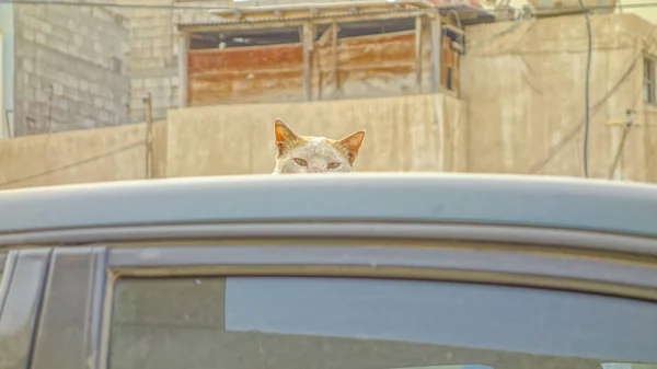 Cat hiding in Muharraq, Bahrain — Stock Photo, Image