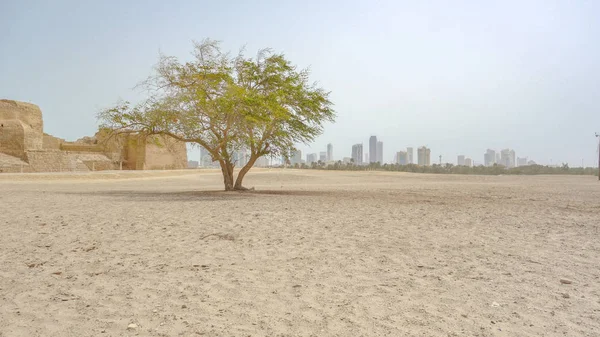 Árbol en el Fuerte Al Qalat, Qal 'at al-Bahrain — Foto de Stock