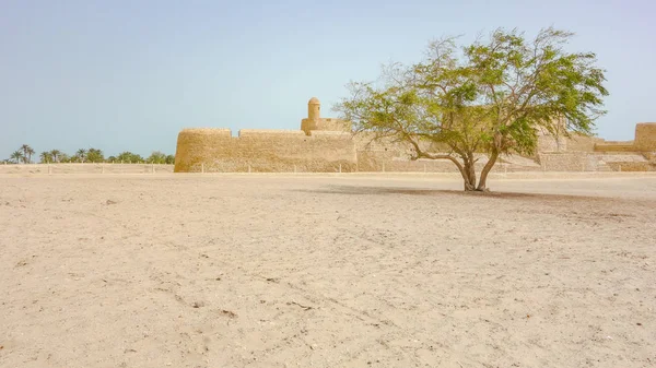 Árvore no Forte Al Qalat, Qal 'at al-Bahrein — Fotografia de Stock