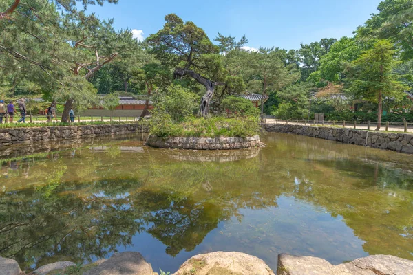 Viejo pino en una isla en el santuario de Jongmyo, Seúl — Foto de Stock