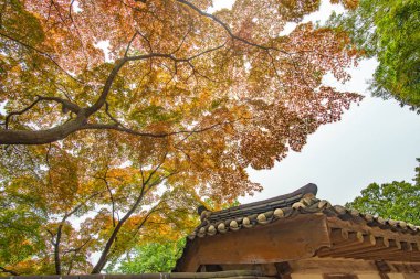 Mor akçaağaç yaprakları, Changdeokgung Sarayı Gizli Bahçe