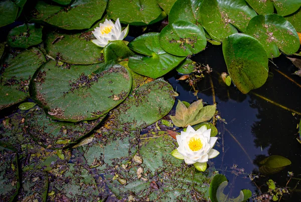 Vodní lilie, tajná zahrada v paláci Changdeokgung — Stock fotografie