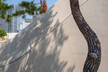 Çam ağacı ve gölgeler, Dongdaemun tasarım plaza, Seul