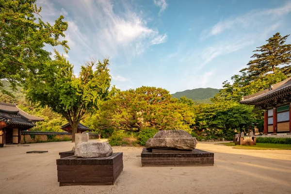 Pino en un patio del Monasterio de Jijiksa, Corea del Sur — Foto de Stock