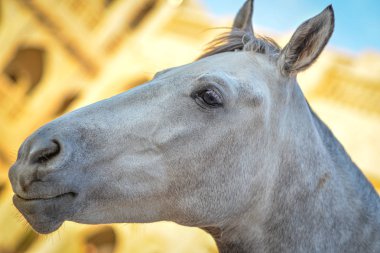 Doha 'nın eski Souq 'da çekilen beyaz bir at Başkanı 