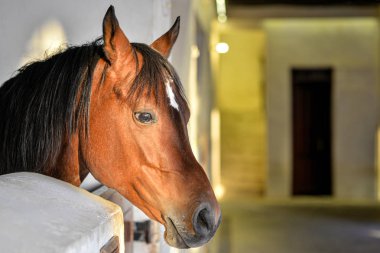 Doha 'nın eski Souq 'da çekilen kahverengi bir at Başkanı 