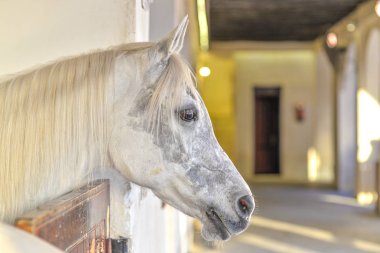 Doha 'nın eski Souq 'da çekilen beyaz ve gri bir at Başkanı 