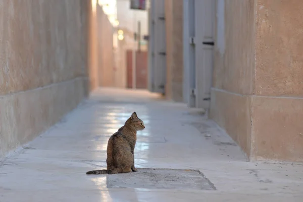 Far shot of an alley cat waiting in an alley of Wakrah souq — Stock Photo, Image