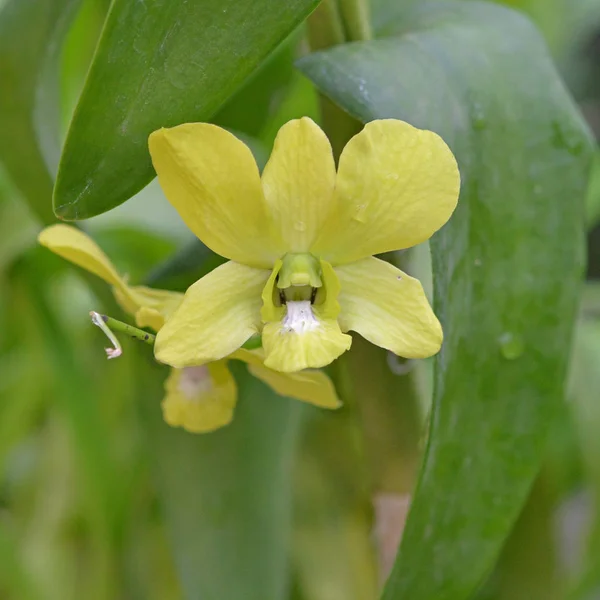Yellow orchid flower, Sri Lanka — Stock Photo, Image