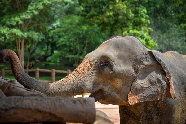 Elefante pidiendo comida, Sri Lanka — Foto de Stock