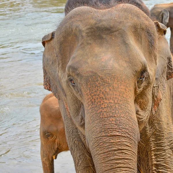 Primer plano de un elefante joven y su madre, Sri Lanka — Foto de Stock