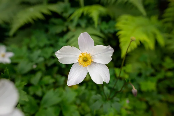 Flor de anêmona japonesa branca — Fotografia de Stock