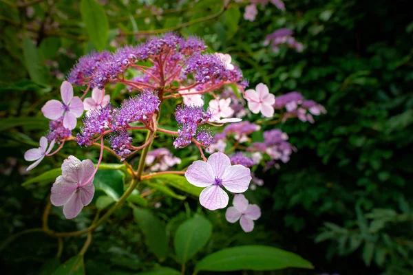 Purple flower of the Japanese hydrangea