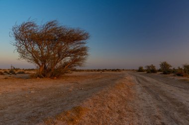 Gün batımında Katar çölünde akasya ağacı ve yol izi
