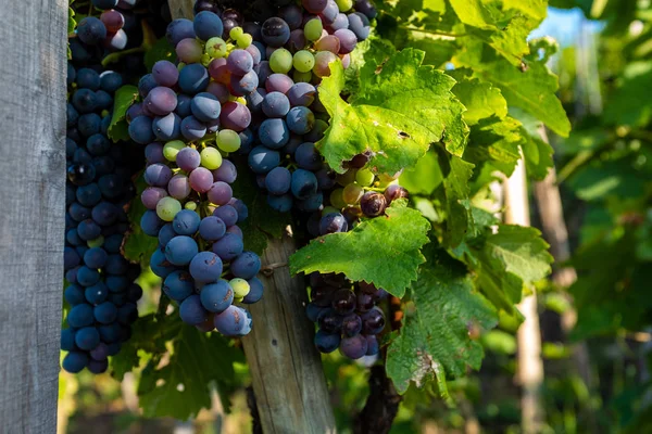 Üzüm demeti neredeyse hasat için hazır, Condrieu, Fransa