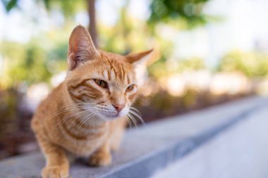 Bir karamel renk sokak kedisi geniş açı ile kapalı alınan