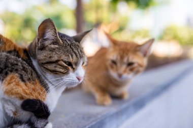 İki sokak kedisi, ikincisi arka planda bulanık