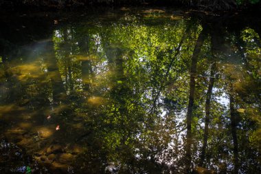 Gökyüzü ve yapraklar suya yansıyor