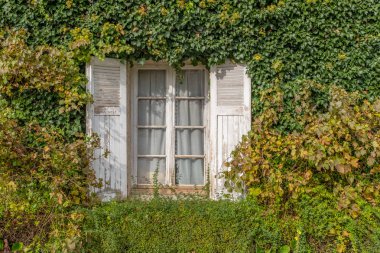 Pencere Fransa 'da sarmaşıklarla kaplı bir duvara açılıyor.