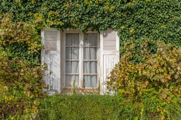 Pencere Fransa 'da sarmaşıklarla kaplı bir duvara açılıyor.