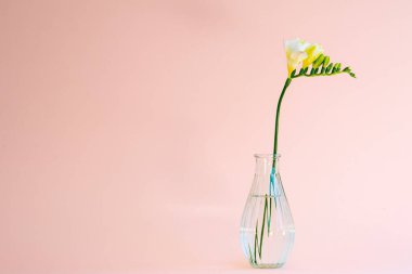 Küçük şeffaf bir vazodaki tek bir beyaz frezya çiçeği kafası pembe arka planda çoğunlukla doğal ışık kullanarak ayarlanmış.