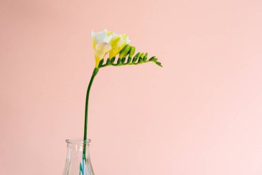 Pembe arka planda, çoğunlukla doğal ışık kullanan şeffaf küçük bir vazoda, tek bir beyaz frezya çiçeğinin başının yakın plan görüntüsü.