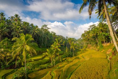 Tegalalang pirinç terasları, sabahın erken saatlerinde güzel bir ışık ve hiç insan yok, Ubud, Bali, Endonezya
