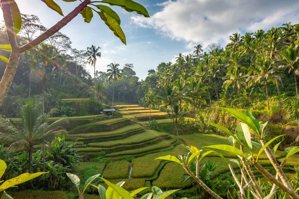 Tegalalang Rýžové Terasy Krásným Časným Ranním Světlem Bez Lidí Ubud Royalty Free Stock Fotografie