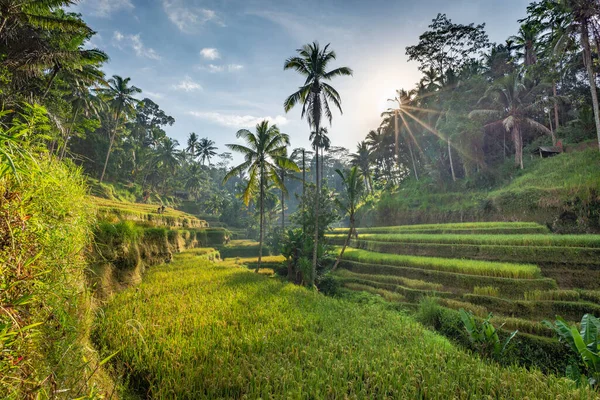 Tegalang水稻梯田 晨光美丽 没有人和阳光 乌布德 印度尼西亚巴厘 图库照片