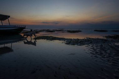 Alacakaranlıkta bir tekne kumda, köpekle mahsur kalmış, ama insan yok, Nusa Lembongan, Bali, Endonezya
