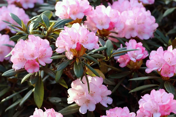 Rhododendron Yakushimanum Inverno Robusto Compatto Rhododendron Con Bellissimi Fiori Rosa — Foto Stock
