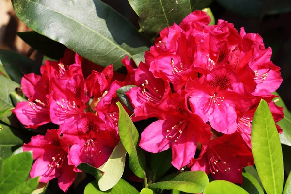 Rhododendrons asidik bir toprak tercih ve kısmi gölge ışık gölgede en iyi büyümek