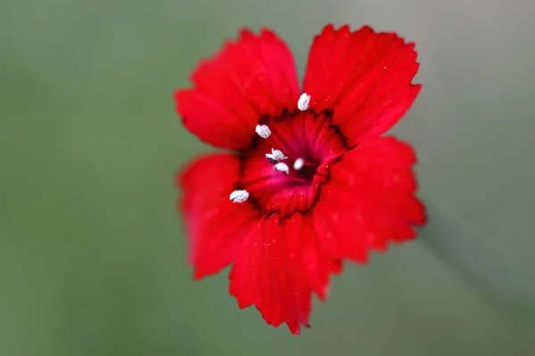 Mini Oeillet Rouge Soucis Dianthus Deltoides — Photo