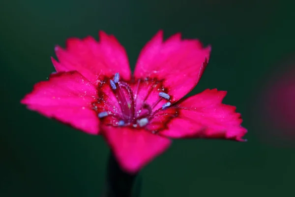 Mini Oeillet Rouge Soucis Dianthus Deltoides Petites Fleurs Oeillet Richement — Photo