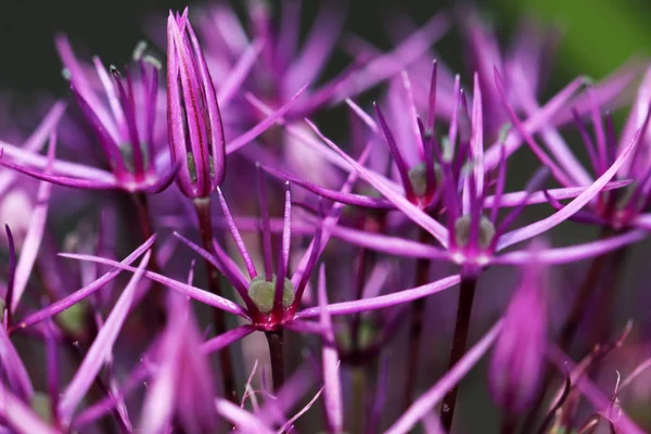 Allium Det Botaniska Namnet Dekorativ Lök — Stockfoto