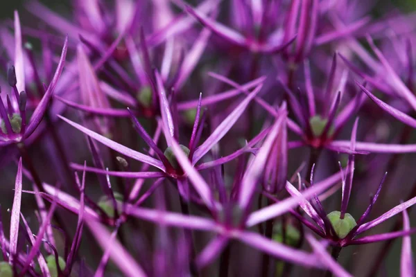 Allium Dekorativ Lök Det Finns Hundratals Arter Inklusive Ätliga Sorter — Stockfoto