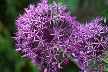 Süs soğan çiçek ampul olduğunu