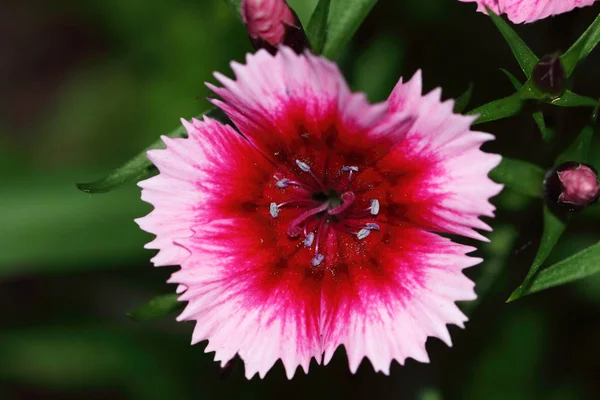 Dianthus Barbatus Ist Mit Der Nelke Verwandt Und Verschiedenen Farben — Stockfoto