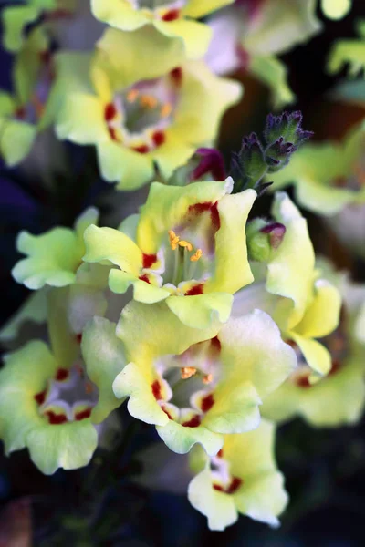 Snapdragon Antirrhinum Com Belas Flores Amarelas Com Belos Acentos Vermelhos — Fotografia de Stock
