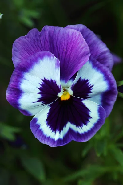 Violet Albastru Alb Viola Floare Mare Inimă Galbenă — Fotografie, imagine de stoc