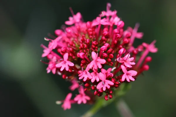 Centranthus Ruber Coccineus Eller Röd Pipört Djup Rosa Röda Blommor — Stockfoto