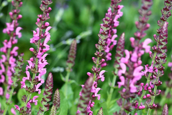 Salvia Nemorosa Goed Winterharde Salvia Mooie Bloeiende Rand Plant — Stockfoto