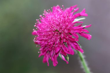 Knautia macedonica bitki 50-70 cm yüksekliğinde ve çiçeklerle Koyu bordo çiçek Temmuz-Eylül döneminde pembe yetişir