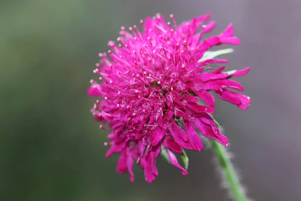 Knautia Macedonica Растение Растет Высоту Цветы Темно Розовым Бургундских Цветов — стоковое фото